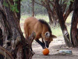 Picture of a maned wolf